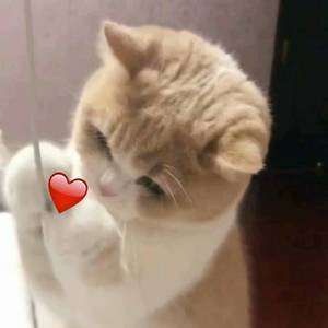 无码破解白峰美羽女检查官
